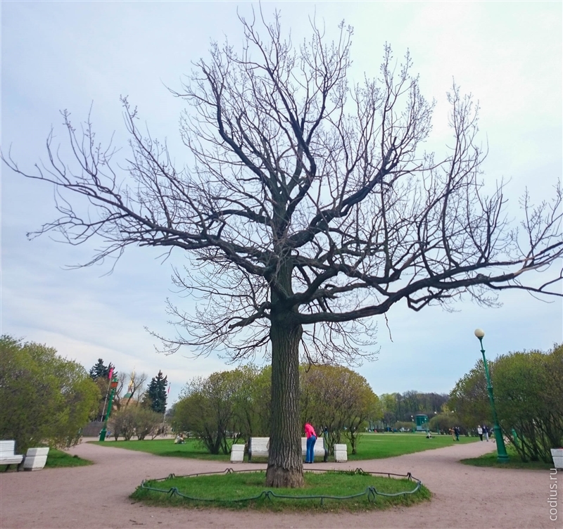 Марсово поле