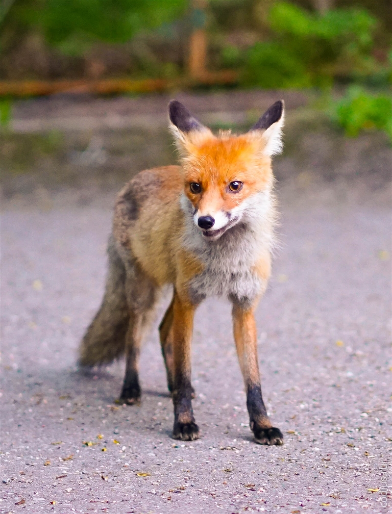 Лисенок у подножия г. Машук (Пятигорск), 10 мая 2015 18:26.